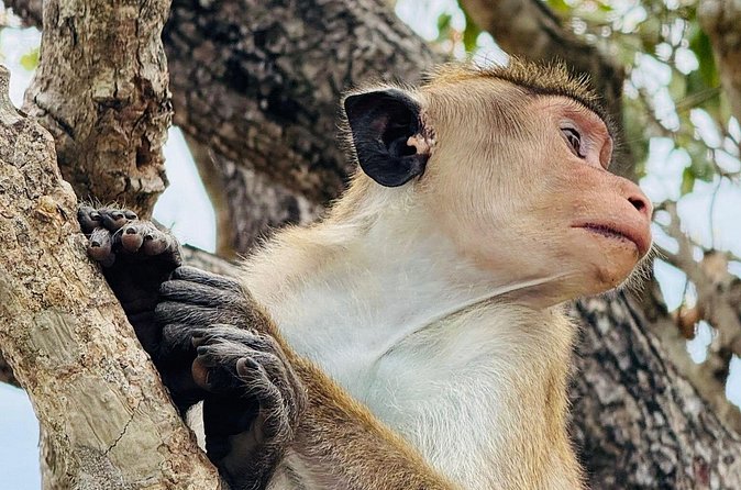 Private Day Trip to Ella Sri Lanka - Haputale: Panoramic Tea Country Views