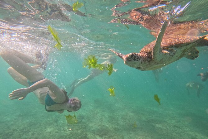 Hikkaduwa Unforgettable Snorkeling Experience - Who Should Book This Tour?