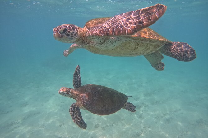 Hikkaduwa Unforgettable Snorkeling Experience - Authentic Insights from Reviewers