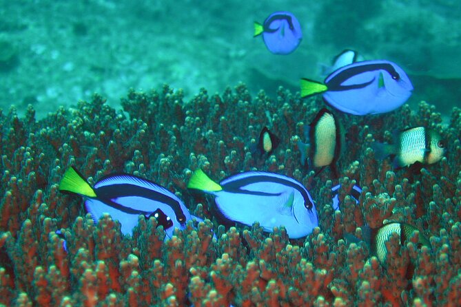 Double Dive to South Solitary Island Coffs Harbour - FAQs