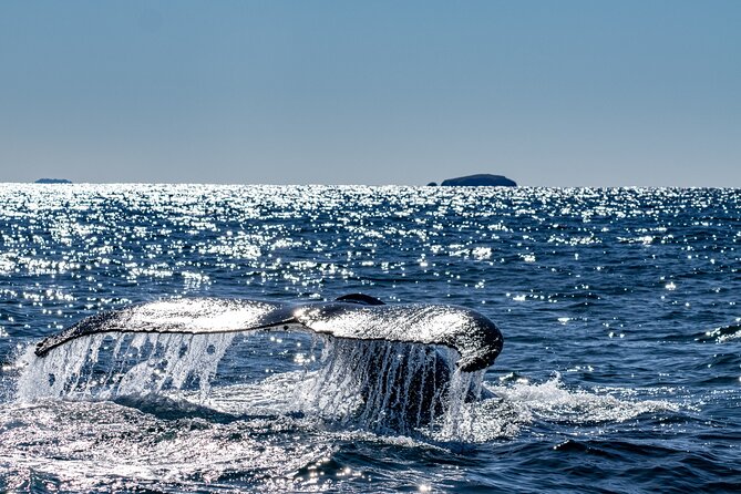 Whale Watching in Coffs Harbour - What to Expect on the Tour