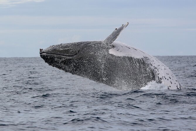 Whale Watching in Coffs Harbour - The Sum Up