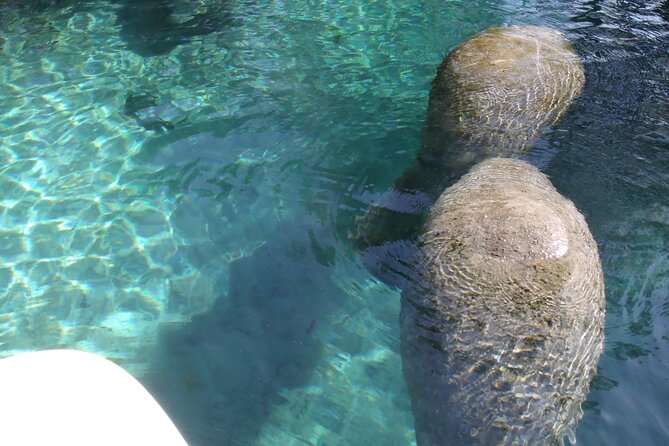 Blue Springs Kayak & Swim Wildlife Adventure - Final Thoughts