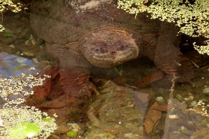 Blue Springs Kayak & Swim Wildlife Adventure - FAQ