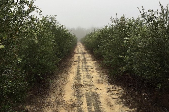 The Olive Grove Tour - Key Points