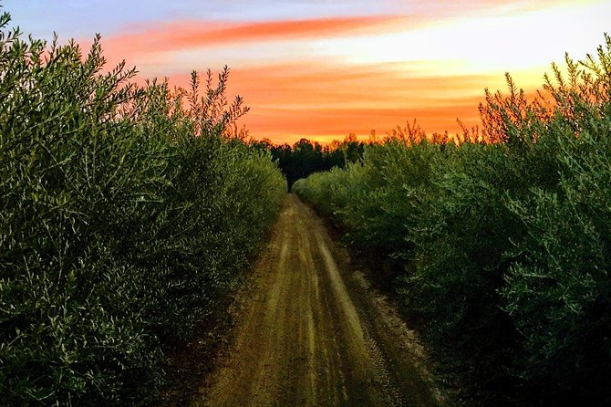 The Olive Grove Tour - Who Would Enjoy This Tour?