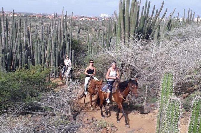 Sunset Horseback Ride in Aruba - Who Will Love This Tour?