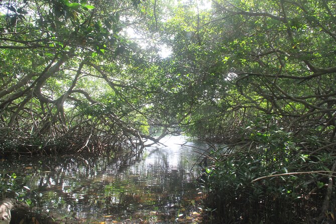 Private nature tour: Aruban mangrove forest & pristine coral reef - Who Should Consider This Tour?