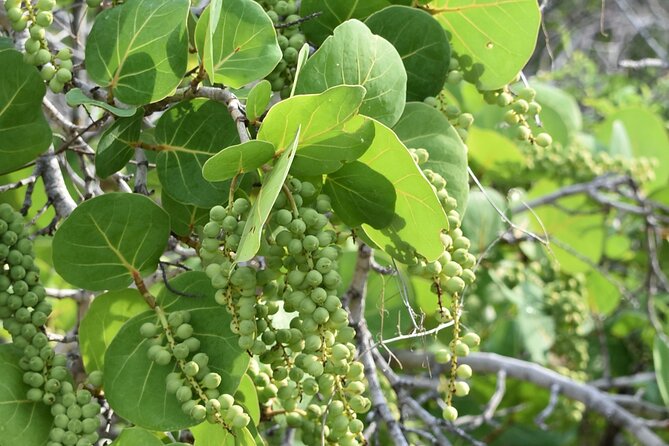 Private Aruba National Park Hiking & Natural Pool Swimming - Final Thoughts