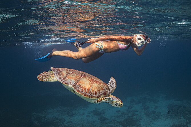 Turtle Snorkeling Aruba: Private Tour with Video - The Full Experience: What You’ll Really Do and See