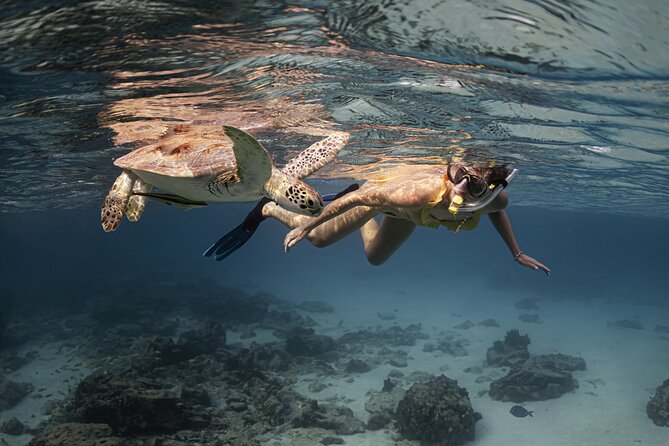 Turtle Snorkeling Aruba: Private Tour with Video - Deep Dive into the Itinerary