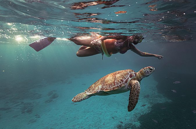 Turtle Snorkeling Aruba: Private Tour with Video - Who Should Book This Experience?