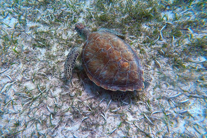 Aruba Turtle Spotting Snorkeling Adventure - Why This Tour Works
