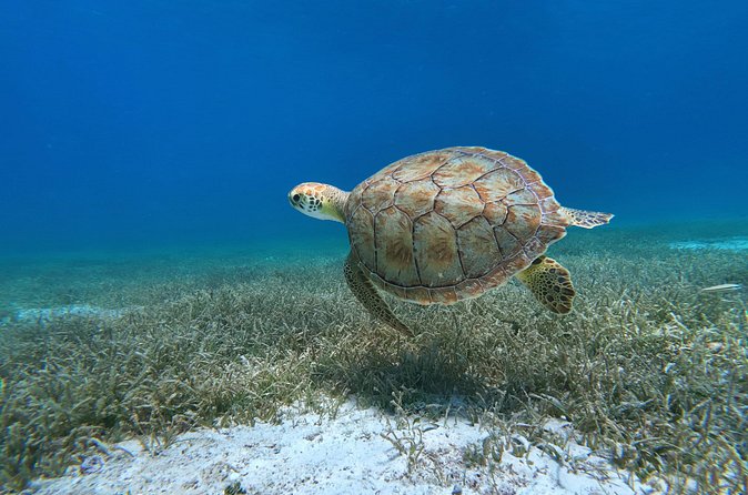 Aruba Turtle Spotting Snorkeling Adventure - Frequently Asked Questions