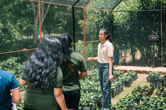 Kandy Yahalatenna Walking Coffee Class Activity - Practical Details & Tips