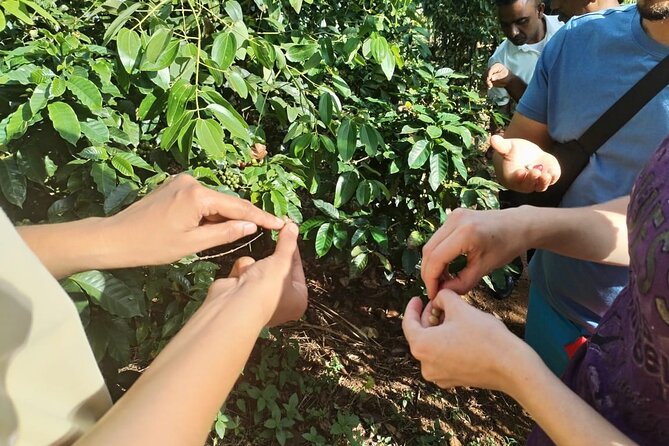 Kandy Yahalatenna Walking Coffee Class Activity - Who Is This Tour Best For?