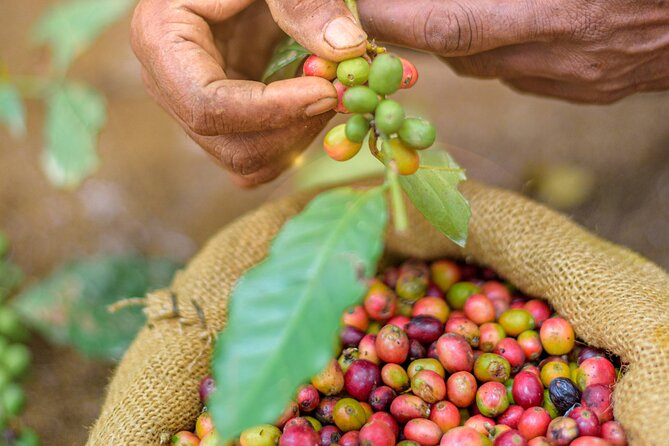 Kandy Yahalatenna Walking Coffee Class Activity - Key Points