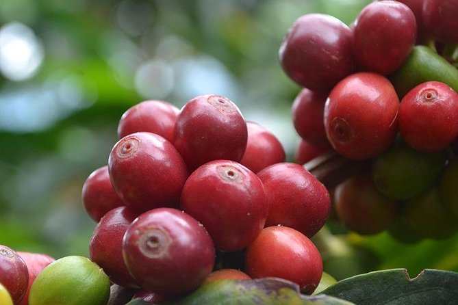 Coffee Tour, Sighting Pereira - Key Points