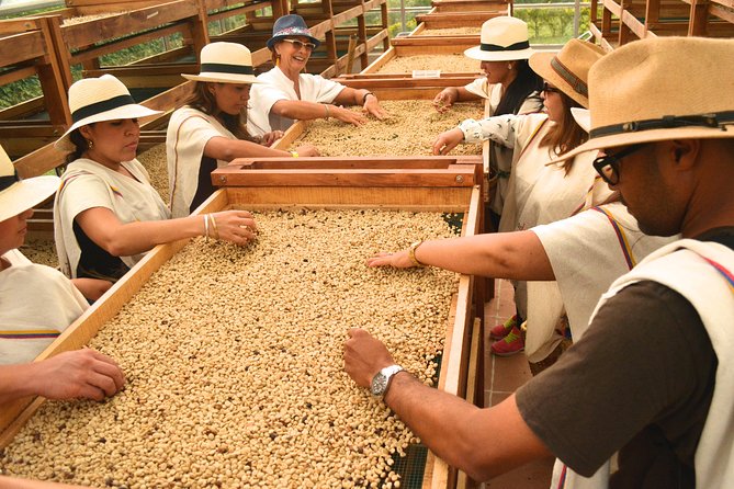 Coffee Tour at the Finca del Café - Key Points
