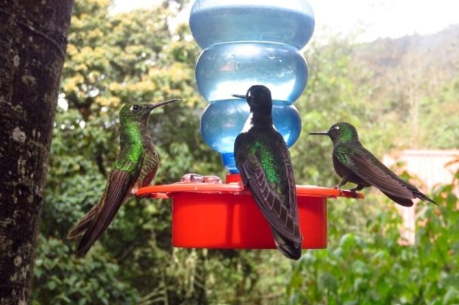 Trekking/Hiking/Acaime Cocora Valley from Pereira/Armenia - Who Will Love This Experience?