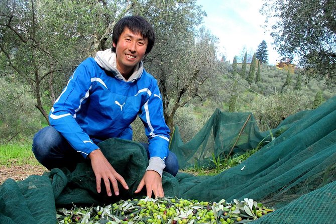 Guided tours of the olive grove with oil tasting. - FAQs