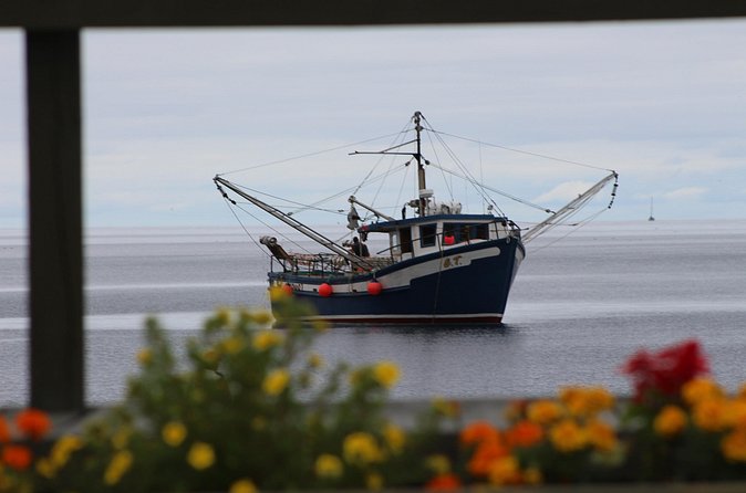 Conception Bay Tour Experience - Final Thoughts: Who Is This Tour Best For?