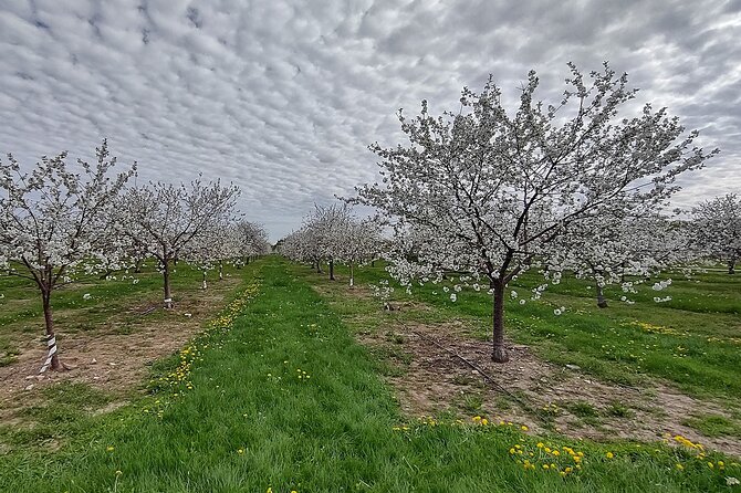Door Countys Northern Peninsula: A Self-Guided Drive - Authentic Experiences and the Value of This Tour