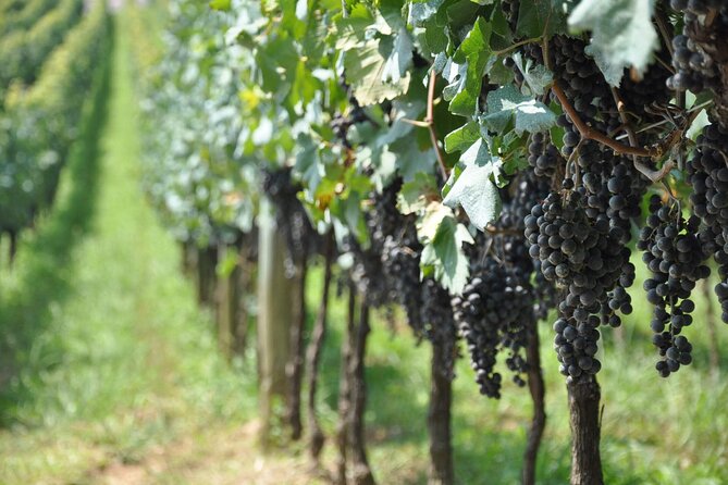 Vale Dos Vinhedos Private Tour From Porto Alegre or Gramado - Customizable Itinerary and Flexibility
