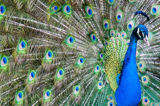 Gulf Shores, Orange Beach Area Multi-Attraction Pass - Practical Tips for Making the Most of Your Pass