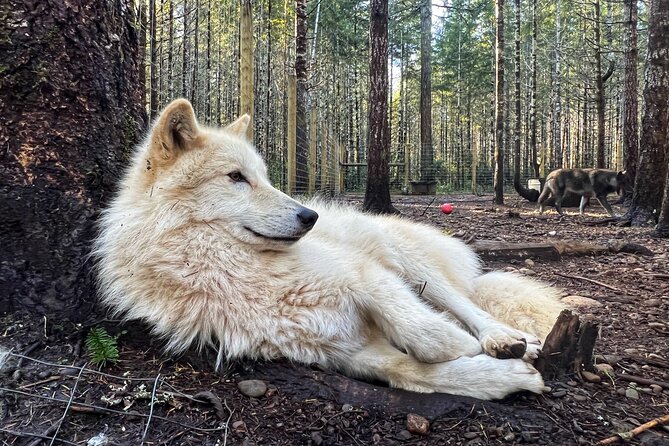 Discover the beauty of the wild & Roam in the spirit of the wolf - Key Points