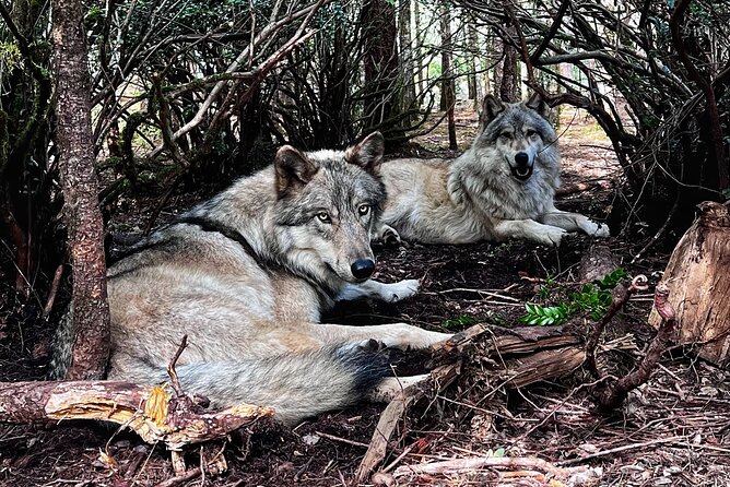 Discover the beauty of the wild & Roam in the spirit of the wolf - An In-Depth Look at the Wild & Roam Tour