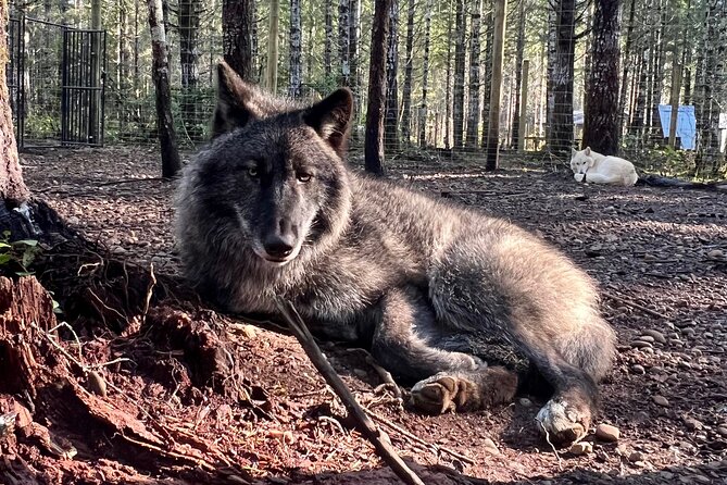 Discover the beauty of the wild & Roam in the spirit of the wolf - FAQ