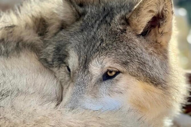 Discover the beauty of the wild & Roam in the spirit of the wolf - Discover the beauty of the wild & Roam in the spirit of the wolf