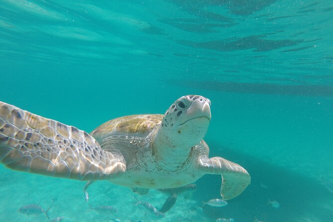 Shasa Catamaran Cruises Limited Numbers 3 Hour Sail and Snorkel - A Closer Look at the Shasa Catamaran Sail and Snorkel Tour