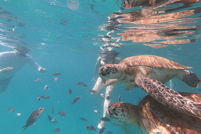 Shasa Catamaran Cruises Limited Numbers 3 Hour Sail and Snorkel - Discover the Beauty of Barbados with the Shasa Catamaran 3-Hour Sail and Snorkel