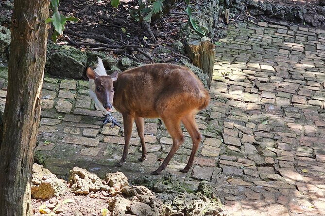 Barbados Private Scenic Tour: With Monkey Feeding Experience - What Makes This Tour Stand Out?