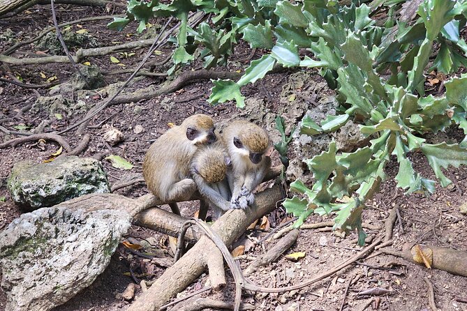 Barbados Private Scenic Tour: With Monkey Feeding Experience - Key Points