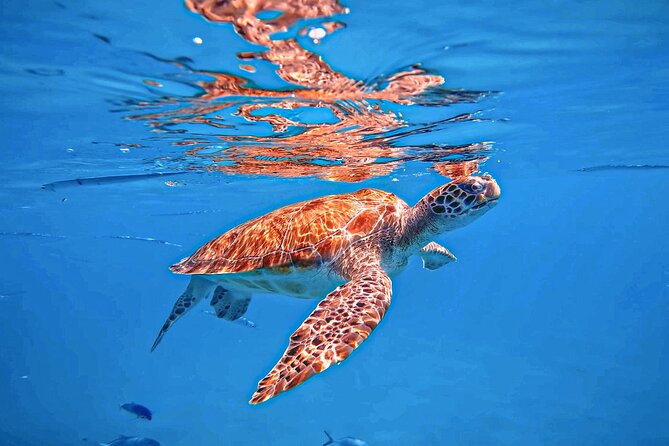 A Perfect-Day in Carlisle Bay - The Sum Up