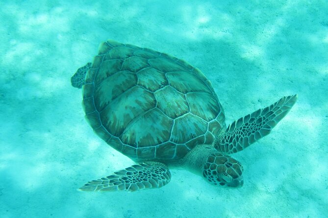 Barbados Snorkeling and Sailing Adventure for Small Groups - Who Should Consider This Tour?