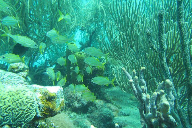 Barbados Snorkeling and Sailing Adventure for Small Groups - Practical Details and Tips