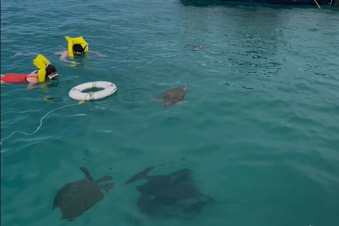 Glass Bottom Boat Snorkeling With Turtles & Shipwreck In Barbados - Who This Tour Is Perfect For