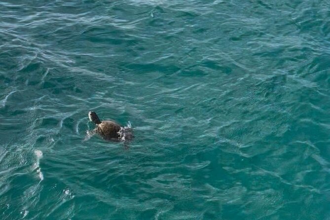 Glass Bottom Boat Snorkeling With Turtles & Shipwreck In Barbados - The Experience’s Strengths and Considerations