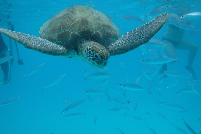 Glass Bottom Boat Snorkeling With Turtles & Shipwreck In Barbados - Good To Know