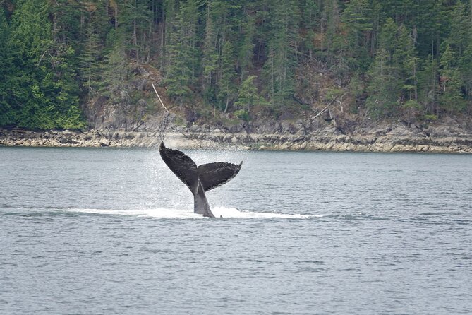 4 hour Covered Boat Whale and Wildlife Tour - Discover Vancouver Island’s Marine Majesty with a 4-Hour Covered Boat Whale and Wildlife Tour