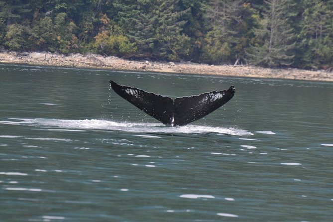 6 hour Zodiac Whale Watching Tour - Wildlife and Scenery: What You Might Encounter