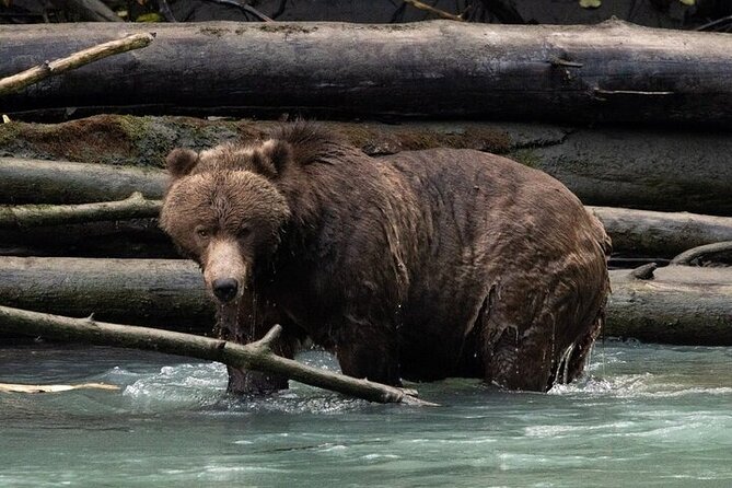 Toba Bears and Wilderness Grizzly Bear Viewing in Campbell River - A Deep Dive into the Experience