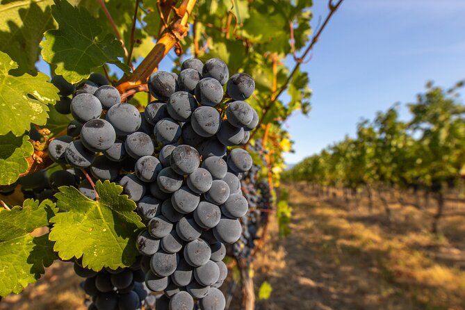 Victoria Full Day Guided Wine Tour With 4 Wineries - The Sum Up