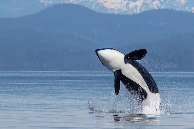 Campbell River, BC: 4 Hour Wildlife Tour Featuring Whale Watching - An In-Depth Look at the Wildlife Tour