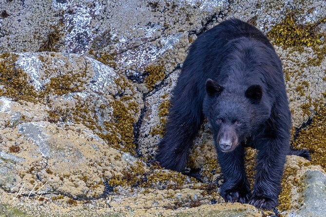 Campbell River, BC: 4 Hour Wildlife Tour Featuring Whale Watching - Summary: Who Is This Tour Best For?