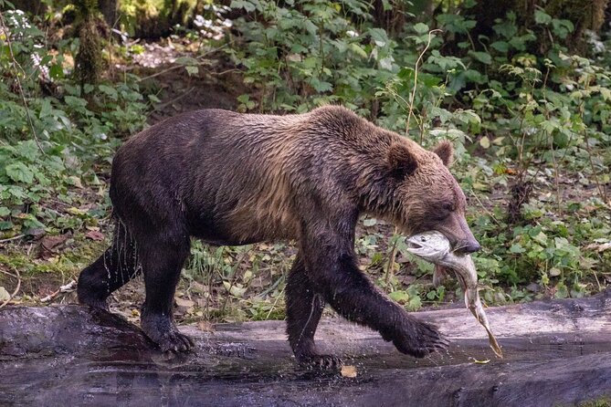 Campbell River, BC: Full Day Grizzly Bear Tour in Toba Inlet - Discovering the Toba Inlet Full-Day Experience